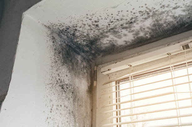 Affordable Mold Cleanup solutions in Ebony, VA